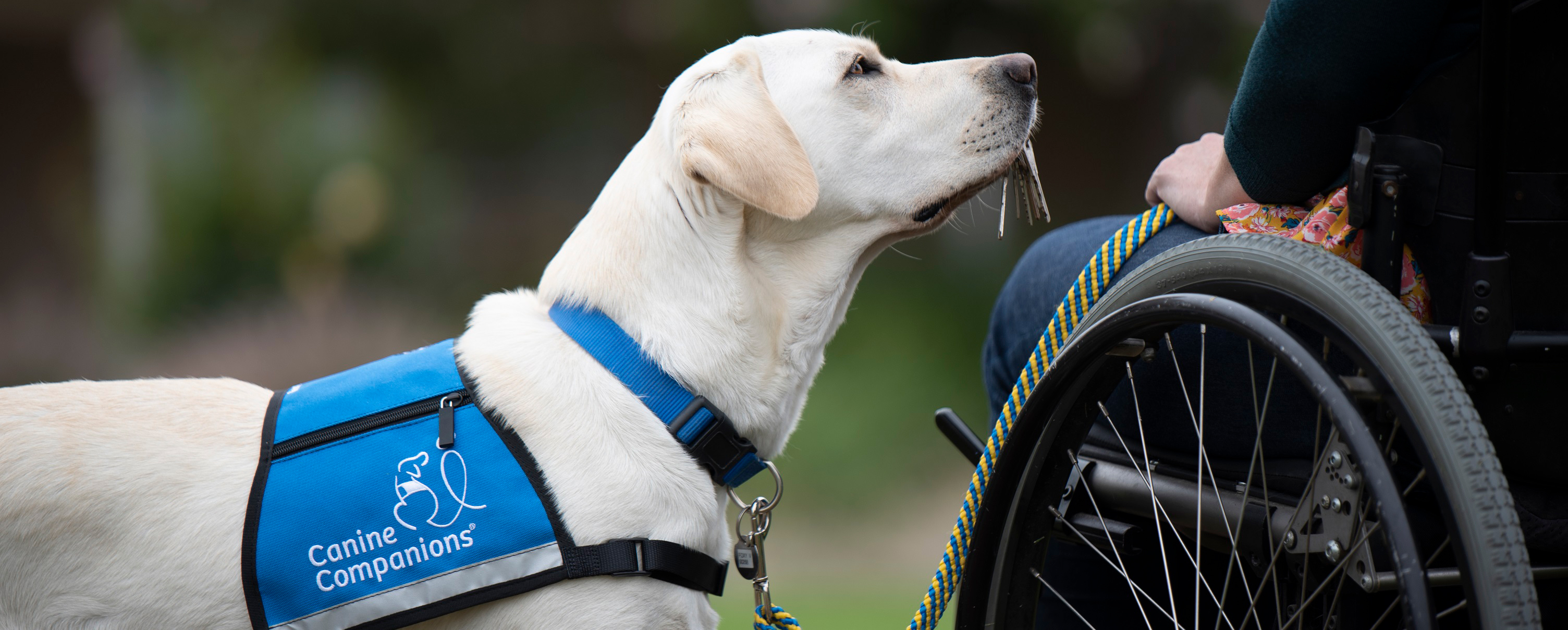 Driving Support for Animals in Monterey