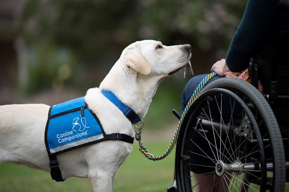 Service dog with a person on a wheelchair